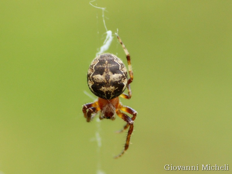 Araneus nordmanni?  No, Larinioides cfr. cornutus - Magenta (MI)